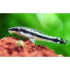 Otosek - Otocinclus affinis